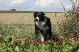 BORDER COLLIE 058